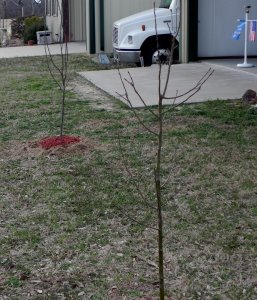 Our new crabapple trees are now in the ground!