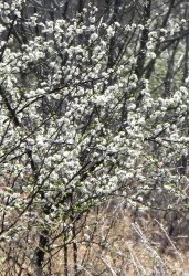 Early blooming trees and shrubs are startong to show color.