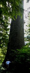 Oregon's largest Sitka Spruce tree.