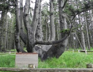 This tree is a unique Sitka Spruce that may have been formed by Indians many years ago.