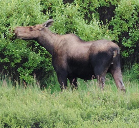 Cow moose having a lunch of bushes. 