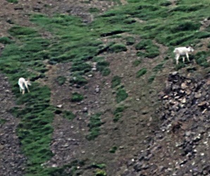 Mountain goats far up the side of the mountain, but visible. 