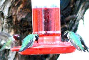 Four hungry humming birds on our feeder at once.
