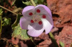 The desert five spot is one of the many rare flowers we found on the  refuge.