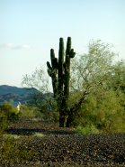 The sagauro cactus is not numerous, but it is found on the refuge.