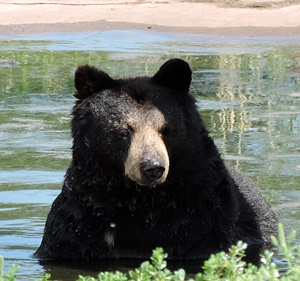 Black bears are the largest group of animals in the park.