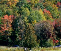 Summer's end & Canada's forests were changing to fall colors.