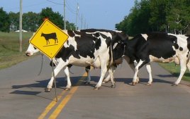 Caution! Cows crossing the highway.
