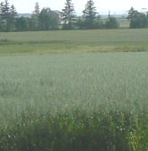 Most of the farms also have at least some oats growing.