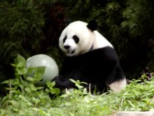 One of the giant pandas at the National Zoo in Washington.