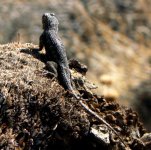 This black lizzard picture was taken not far from the campground.