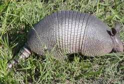 Armadillos are very common here and are frequently seen in the evenings.