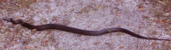 An indigo snake near our site that was about five or six feet long. They are harmless.