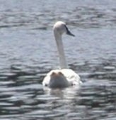 One of the resident trumpeter swans that stay all year.