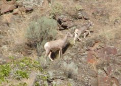 Two bighorn sheep. Click on this to see the heard.