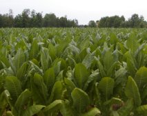 This is a view of a tobacco field, near the Ohio River.