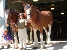 From the draft horse parade, a pair of Clydsdales.