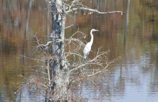 All of our nearest neighbors are birds & animals. This Great White Egret is a resident.