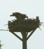 One of four nesting pairs of bald eagles returns to her nest.