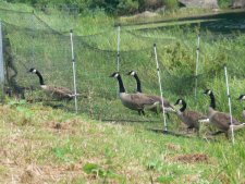 The geese follow the fencing into the trap's pen.