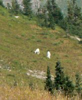 The first mountain goats we saw were very distant, but clearly visible.