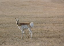 A pronghorn antelope on the Wyoming plains.