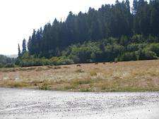Elk graze near the road.