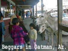 Wild burros on the streets of Oatman, Az.