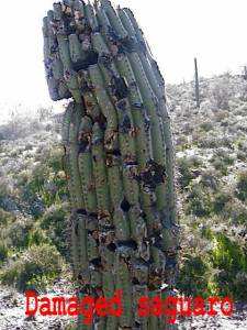 Close up of a sagaro cactus.