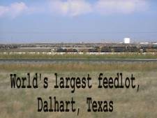 World's largest feedlot for fat cattle.