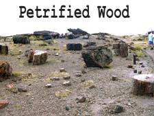 Petrified wood scattered around the national park.
