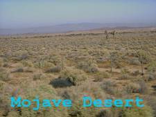 The Mohave Desert is not my favorite place!