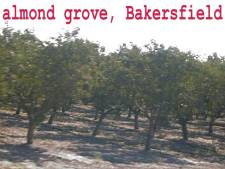 The growing of almonds is a major industry in the area from Backersfield to Fresno.