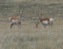 The RV park is in the edge of town and antelope graze across the road.