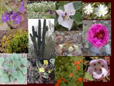 A collage of flowers from Imperial Refuge.