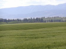 With irrigation, Idaho grows some great wheat and potatos.