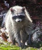 Raccoons are common at Salt Creek.