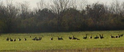Canada Geese feed in the field just beyone the RV sites, each morning and evening.