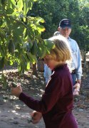 Our grandson picks his first avocado (click for oranges) in Redlands, CA.