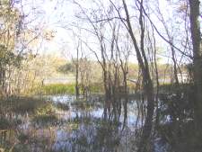 Big Pond, one of many ponds located on San Bernard Refuge.