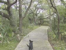 Bobcat Woods nature walk.