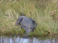 Adult American Alligator, living near the auto tour of Brazoria National Wildlife Refuge.