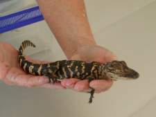Babby American Alligator only a few months old. They can live 50 years and grow to 15 feel long.