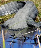 One of the San Bernard aligators enjoys the warm winter sun.
