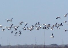 Thousands of snow geese winter here each year.