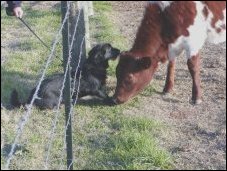 Muffie plays with her new friend,Sara, a calf from the farm. 