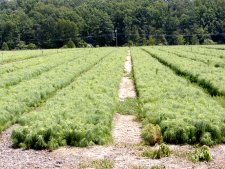 Rows of scotch pine seedlings nearing two years old.