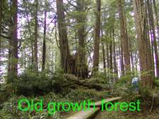 old growth forrest