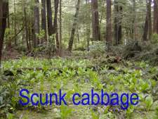 scunk cabbage