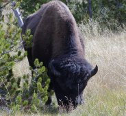 Bison bulls are seen everywhere. (click to see another bull)